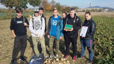 Sklizeň cukrové řepy