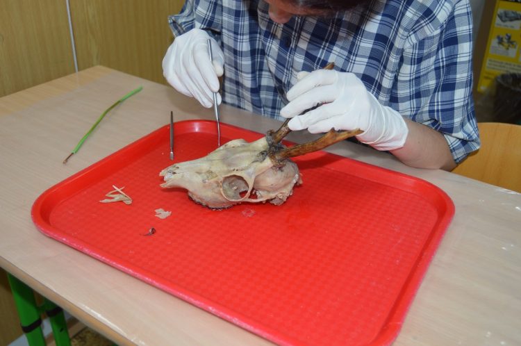 Praktická cvičení ze zoologie