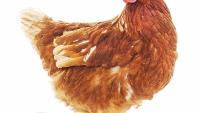 Výherce soutěže Farmáři 2021